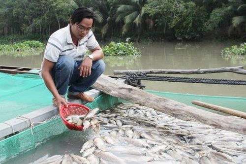 Bình Dương: Xác minh nguyên nhân cá chết trên sông ở Dầu Tiếng