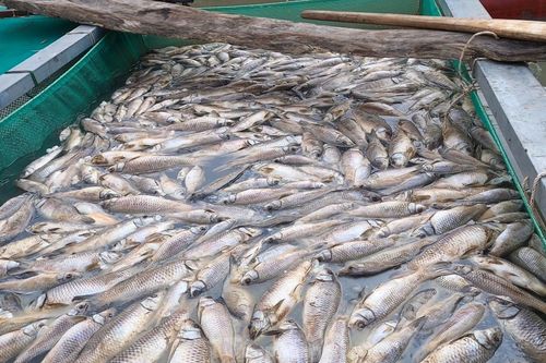 Làm rõ nguyên nhân cá chết hàng loạt trên thượng nguồn sông Sài Gòn