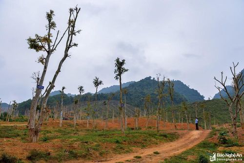 Xung quanh dự án trồng gỗ dổi ở Đô Lương