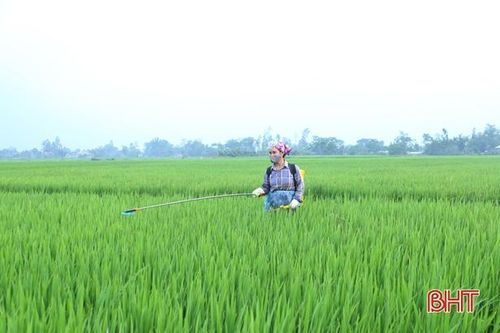 Sở NN&PTNT Hà Tĩnh 'mách nước' trừ dịch hại trên lúa xuân