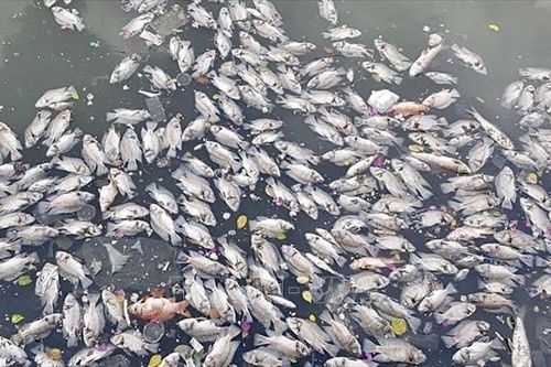 Cá chết bất thường trên sông ở Dầu Tiếng