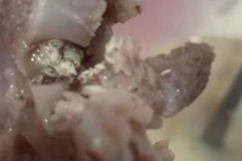 Chủ quán cháo phân trần về thông tin giòi 'lúc nhúc' bò ra từ miếng sườn