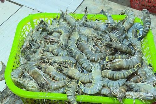 Hà Nội: Bắt quả tang cơ sở bơm tạp chất vào tôm