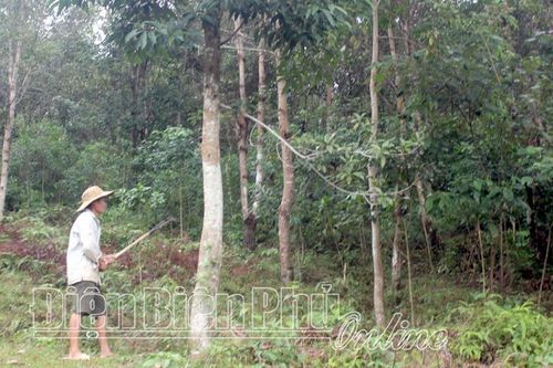 Tuần Giáo tăng cường quản lý, bảo vệ rừng