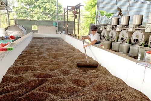 Trong quý I-2021, kim ngạch xuất khẩu cà phê và hạt tiêu giảm