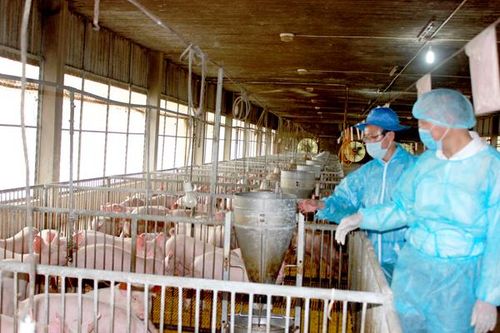 Tích cực thực hiện các giải pháp phòng chống dịch bệnh trên vật nuôi