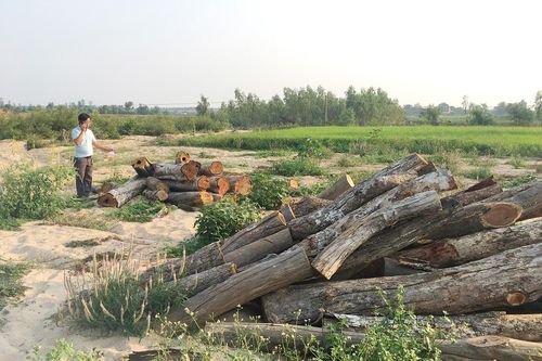 Kỳ 1: Phá rừng lấy củi sấy thuốc lá