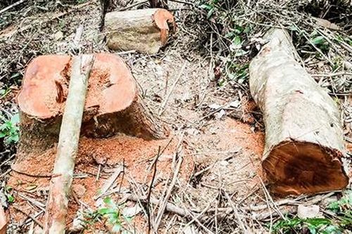 Vụ rừng ở Vĩnh Linh, Gio Linh bị xâm hại: Trách nhiệm thuộc về chủ rừng và kiểm lâm địa phương