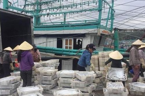 Nghệ An: Tàu cá đóng mới theo Nghị định 67 với những khoản nợ 'khổng lồ'