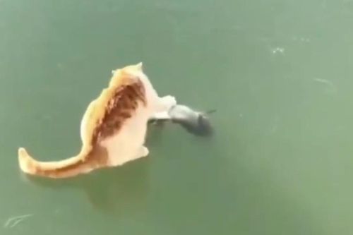 Clip: Chú mèo bất lực khi bắt cá trên sông băng