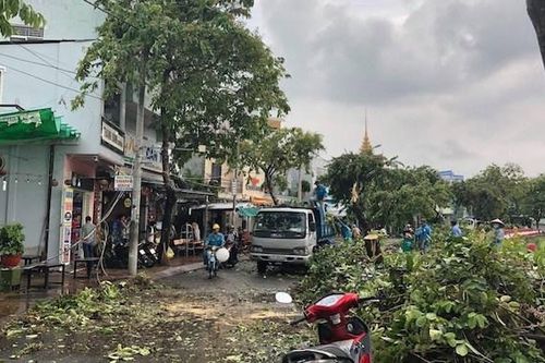 Cần Thơ: Khẩn trương rà soát hệ thống cây xanh trước mùa mưa bão