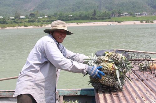 Nông dân Quảng Nam phấn khởi vì được mùa dứa