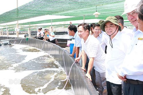 Bến Tre chú trọng phát triển mô hình nuôi tôm công nghệ cao