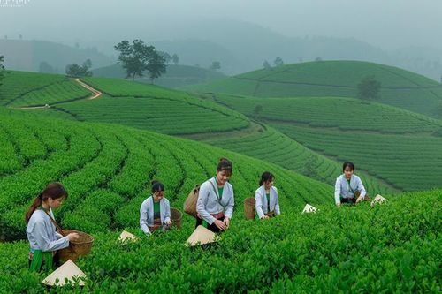 Nâng cao hiệu quả kinh tế sản phẩm chè