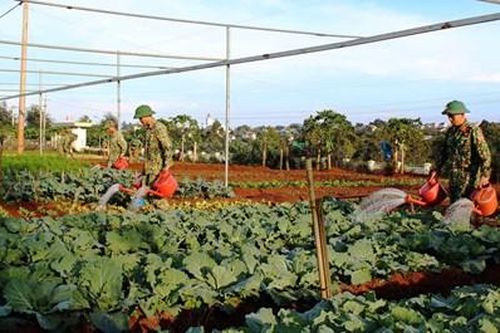 Đất cằn rau vẫn lên xanh
