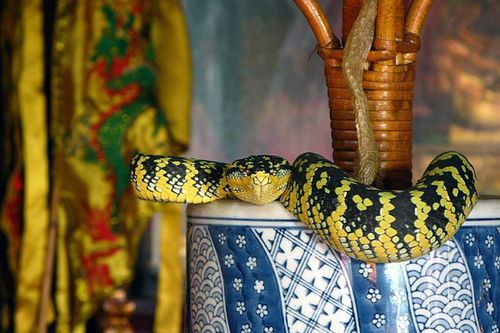 'Sởn da gà' ngôi đền rắn độc bò ngang nhiên trên đầu du khách