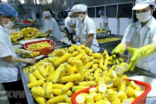 Chiến lược phát triển thị trường bền vững hàng nông sản Việt Nam