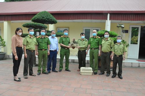 Bàn giao cá thể Culi cho Trung tâm bảo tồn động vật hoang dã