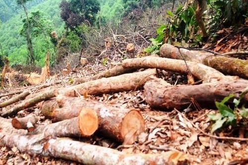 Truy tìm kẻ gian chặt phá 2.500m2 diện tích rừng của người dân