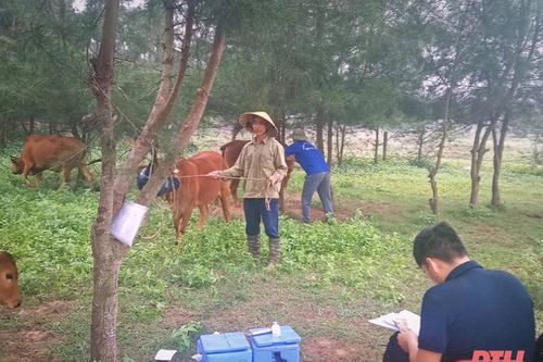 Huyện Hoằng Hóa thực hiện nuôi nhốt trâu, bò trong vòng 10 ngày để phòng, chống bệnh viêm da nổi cục