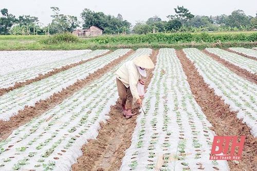 Nhân rộng những mô hình khuyến nông đạt hiệu quả kinh tế cao