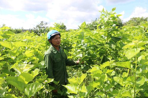 Chư Sê đẩy mạnh ứng dụng công nghệ cao trong sản xuất nông nghiệp