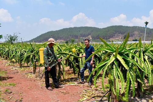 Mở rộng chuỗi liên kết trồng thanh long