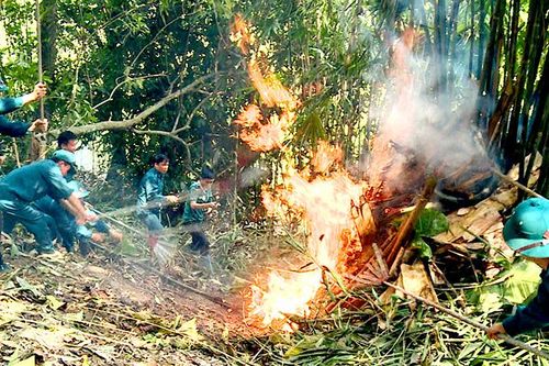 Diễn tập ứng phó cháy rừng và tìm kiếm cứu nạn