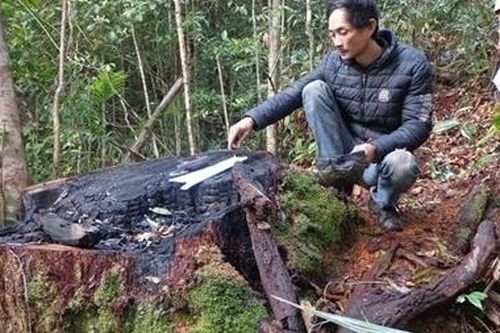 Xử lý trách nhiệm người đứng đầu 4 chủ rừng ở Lâm Đồng