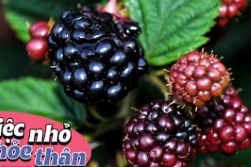Loại trái cây nhập khẩu thì đắt đỏ nhưng lại mọc hoang đầy ở Việt Nam nếu sáng nào cũng ăn thì cơ thể nhận được 5 lợi ích không tưởng