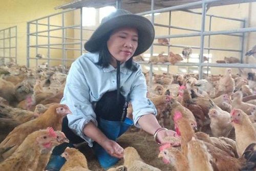 Xử phạt hành chính về chăn nuôi: Nhiều quy định vẫn nằm trên giấy
