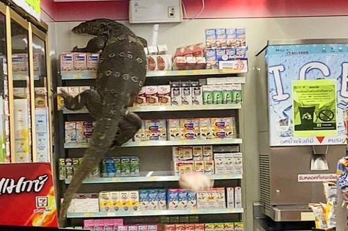Khách hàng 'đứng tim' thấy kỳ đà khổng lồ quậy trong siêu thị