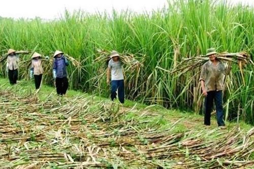 Ngành mía đường 'gặp khó' khi hội nhập ATIGA