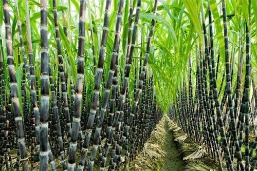 Để mía đường phát triển bền vững