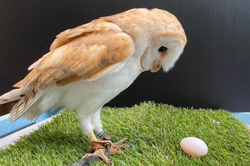 Cú đực đột nhiên 'chuyển giới', đẻ trứng khiến nhân viên hết hồn