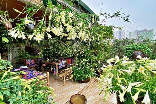 Bà mẹ Hà Nội 'chịu chơi', cắm 2000 bông loa kèn phủ trắng vườn sân thượng