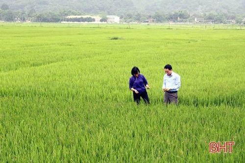Hương Sơn khẩn trương phòng trừ bệnh bạc lá gây hại lúa xuân