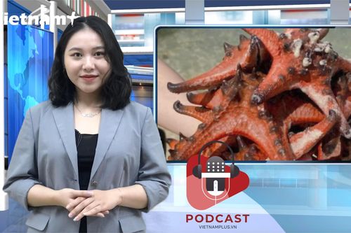 Phẫn nộ trước tình trạng hại chết sao biển để chụp ảnh sống ảo