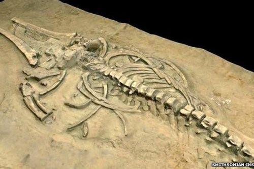 Phát hiện hóa thạch động vật có vú niên đại 72 triệu năm trước đây