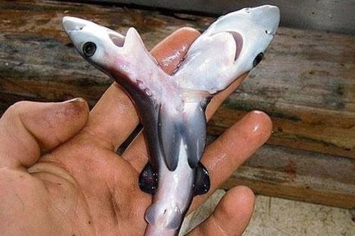 Cá mập 2 đầu xuất hiện ngày càng nhiều trên khắp thế giới