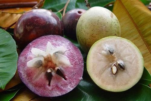 Tác dụng bất ngờ từ quả vú sữa khiến ai cũng mê mẩn