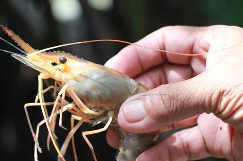 Ăn tôm bơm tạp chất gây nguy hại cho đường tiêu hóa
