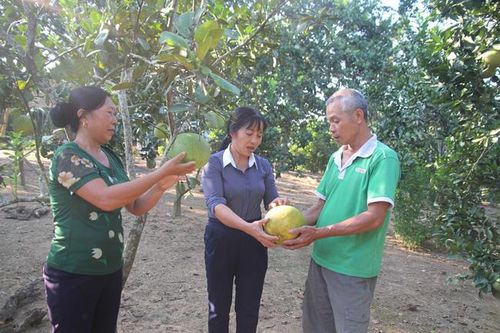 Lào Cai: Giống bưởi nghe lạ tai 'bưởi Múc', có gì đặc biệt mà được đầu tư 1 tỷ đồng nhân rộng?