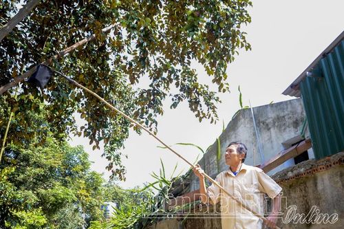 Xác định cây trồng chủ lực để phát triển vùng chuyên canh