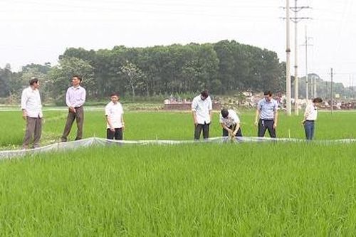 Huyện Thanh Ba tích cực phòng trừ sâu bệnh, bảo vệ lúa mùa