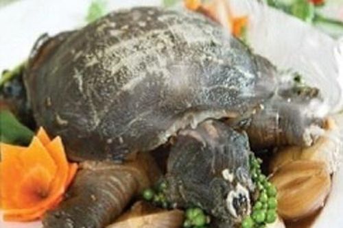 Ăn thịt ba ba, người đàn ông sốc phản vệ suýt chết