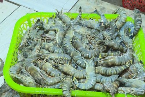 Lại phát hiện cơ sở gian lận bơm tạp chất vào tôm - Cách dễ dàng nhận biết tôm 'bẩn'