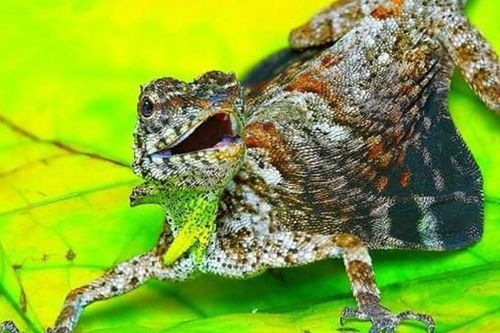 Kỳ lạ loài thằn lằn có thể bay như rồng
