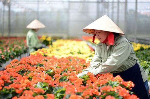 Xây dựng Đà Lạt trở thành trung tâm sản xuất giống hoa lớn nhất cả nước