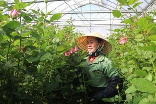 Đề xuất nhiều giải pháp thiết thực nhằm phát triển ngành hoa Lâm Đồng